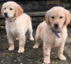 Photo №1. golden retriever - for sale in the city of Grevenmacher | Is free | Announcement № 46348