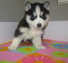 Photo №2 to announcement № 75515 for the sale of siberian husky - buy in Lithuania private announcement