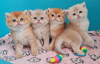 Photo №1. scottish fold - for sale in the city of Paris | negotiated | Announcement № 120544