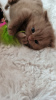 Photo №4. I will sell british shorthair in the city of Niedenstein. breeder - price - 856$