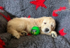 Photo №1. non-pedigree dogs - for sale in the city of Nashville | 875$ | Announcement № 66765