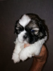 Additional photos: Shih Tzu