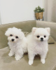 Photo №1. bichon frise - for sale in the city of Reykjavík | negotiated | Announcement № 85393