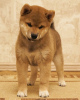 Photo №4. I will sell shiba inu in the city of Astrakhan. breeder - price - 1000$
