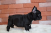 Photo №2 to announcement № 32414 for the sale of french bulldog - buy in Germany private announcement