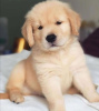 Photo №1. golden retriever - for sale in the city of Афины | negotiated | Announcement № 94550