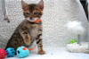 Photo №1. bengal cat - for sale in the city of Cottbus | 317$ | Announcement № 107950