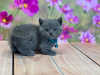 Photo №1. british shorthair - for sale in the city of Miami | 400$ | Announcement № 93380