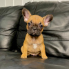 Photo №2 to announcement № 36387 for the sale of french bulldog - buy in Russian Federation from nursery