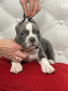 Additional photos: American Bully puppies