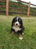 Photo №2 to announcement № 118059 for the sale of non-pedigree dogs - buy in Germany private announcement