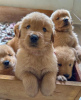 Photo №1. golden retriever - for sale in the city of Helsinki | Is free | Announcement № 83869