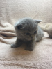 Additional photos: British shorthair kittens for sale around Germany