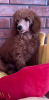 Photo №1. poodle (dwarf) - for sale in the city of Kiev | 1691$ | Announcement № 106275