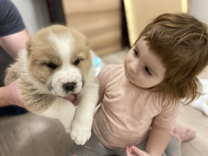 Additional photos: SAO puppies from parents of Champions