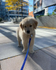 Photo №1. golden retriever - for sale in the city of Paris | negotiated | Announcement № 84895