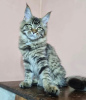 Photo №1. maine coon - for sale in the city of West Palm Beach | 300$ | Announcement № 87566