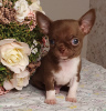 Additional photos: Chihuahua Chocolate Mini Boy