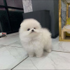 Photo №1. pomeranian - for sale in the city of Saarbrücken | 380$ | Announcement № 119488