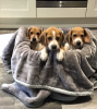 Photo №3. Healthy Beagle puppies for free adoption. Germany