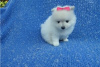 Photo №2 to announcement № 116053 for the sale of pomeranian - buy in Germany private announcement