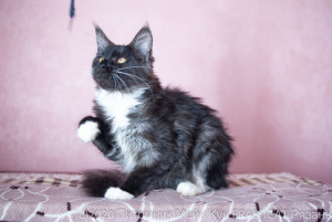 Photo №2 to announcement № 7066 for the sale of maine coon - buy in Russian Federation from nursery, breeder
