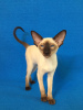 Photo №2 to announcement № 11087 for the sale of oriental shorthair - buy in Russian Federation from nursery