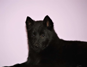 Additional photos: Schipperke puppies