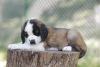 Photo №4. I will sell st. bernard in the city of Gornji Milanovac. breeder - price - negotiated