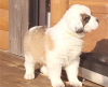 Photo №2 to announcement № 55852 for the sale of st. bernard - buy in Belgium private announcement, breeder
