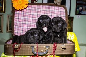 Photo №2 to announcement № 2416 for the sale of cane corso - buy in Ukraine private announcement