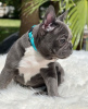 Photo №1. french bulldog - for sale in the city of Ansbach | negotiated | Announcement № 109163