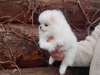 Photo №2 to announcement № 119490 for the sale of pomeranian - buy in Germany private announcement