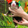 Photo №4. I will sell bernese mountain dog in the city of Kolomna. from nursery - price - 14$
