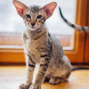 Photo №4. I will sell oriental shorthair in the city of Nizhny Tagil. private announcement - price - 393$