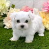 Photo №2 to announcement № 111384 for the sale of maltese dog - buy in United States private announcement