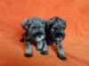 Additional photos: Miniature Schnauzer puppies