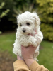 Additional photos: Maltipoo puppy