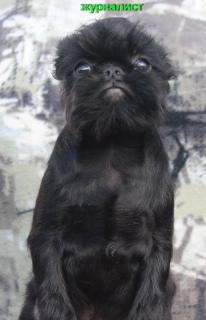 Photo №2 to announcement № 3282 for the sale of belgian griffon - buy in Russian Federation from nursery