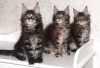 Photo №1. maine coon - for sale in the city of St. Petersburg | 473$ | Announcement № 18273