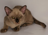 Photo №2 to announcement № 35414 for the sale of burmese cat - buy in Russian Federation from nursery, breeder