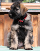 Photo №2 to announcement № 123181 for the sale of giant schnauzer - buy in Poland breeder