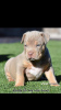 Photo №1. american bully - for sale in the city of Ohiopyle | 1000$ | Announcement № 92655