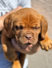 Additional photos: Dog de Bordeaux puppies