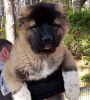 Photo №1. caucasian shepherd dog - for sale in the city of Москва | negotiated | Announcement № 17205