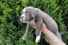 Photo №2 to announcement № 57953 for the sale of american bully - buy in Poland private announcement, breeder