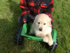 Photo №3. Vaccinated Golden Retriever Puppies available now. United Kingdom