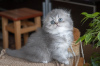Photo №4. I will sell scottish fold in the city of Kiev. private announcement - price - 127$