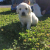 Photo №1. golden retriever - for sale in the city of Дублин | 500$ | Announcement № 55324