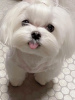 Photo №4. I will sell maltese dog in the city of Даллас. private announcement - price - negotiated